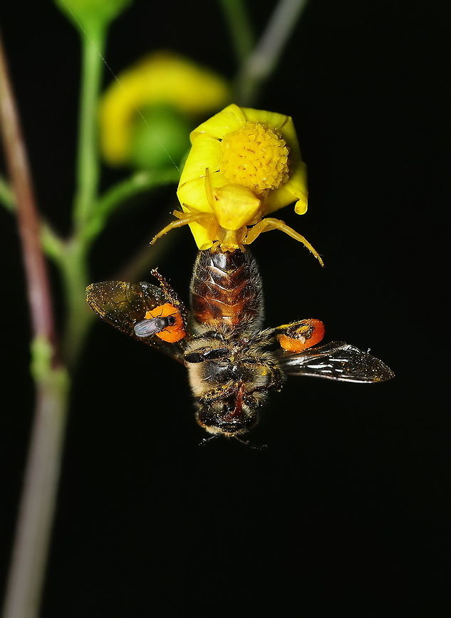 Çalış_(8743)2  Thomisus onustus