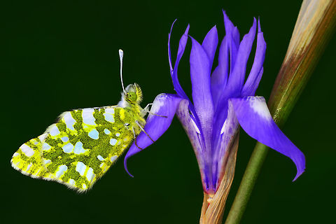 OZT_3243-büyük  Eastern Dappled White,Euchloe ausonia