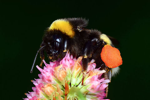 şimdi_(4409)-2  Bombus terrestris