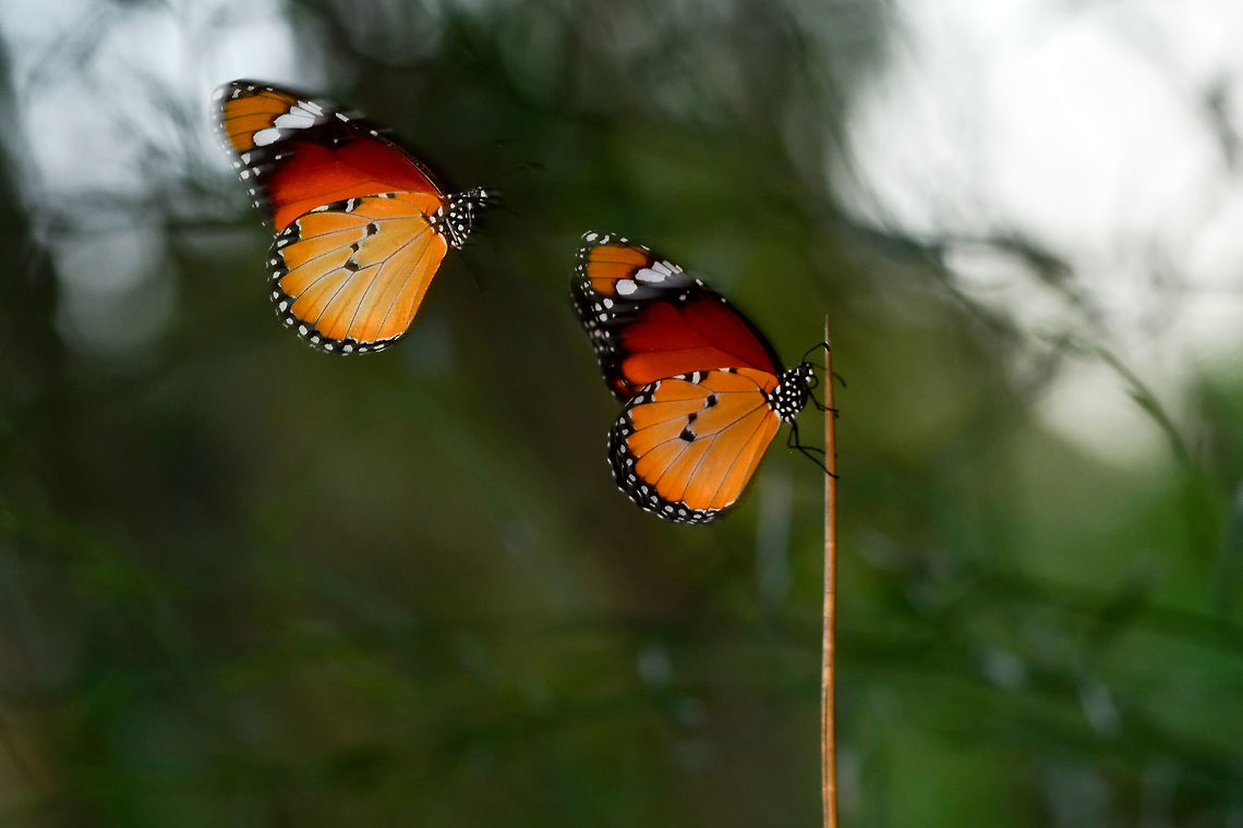 African Monarchs  African Monarch,Danaus chrysippus