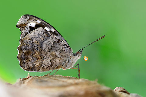 V_(2)-b&uuml;y&uuml;k2