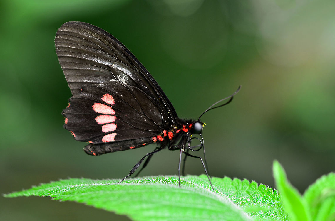 Parides aglaope  Parides aglaope