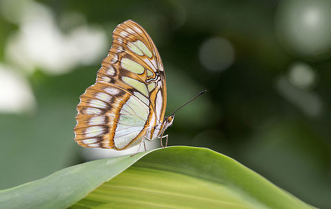 Malachite  Malachite,Siproeta stelenes