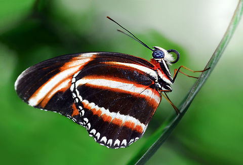 Banded Orange Heliconian