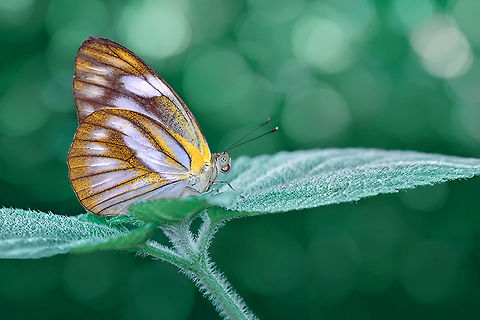 Başlıksız1-sarı-küçük  Appias olferna,Eastern striped albatross