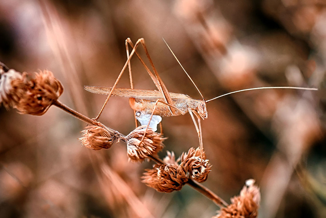 şimdi_(13767)-büyükson