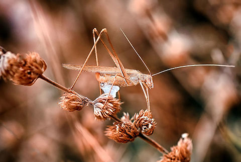 şimdi_(13767)-b&uuml;y&uuml;kson