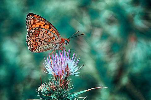 Niobe fritillary  Argynnis niobe,Niobe fritillary