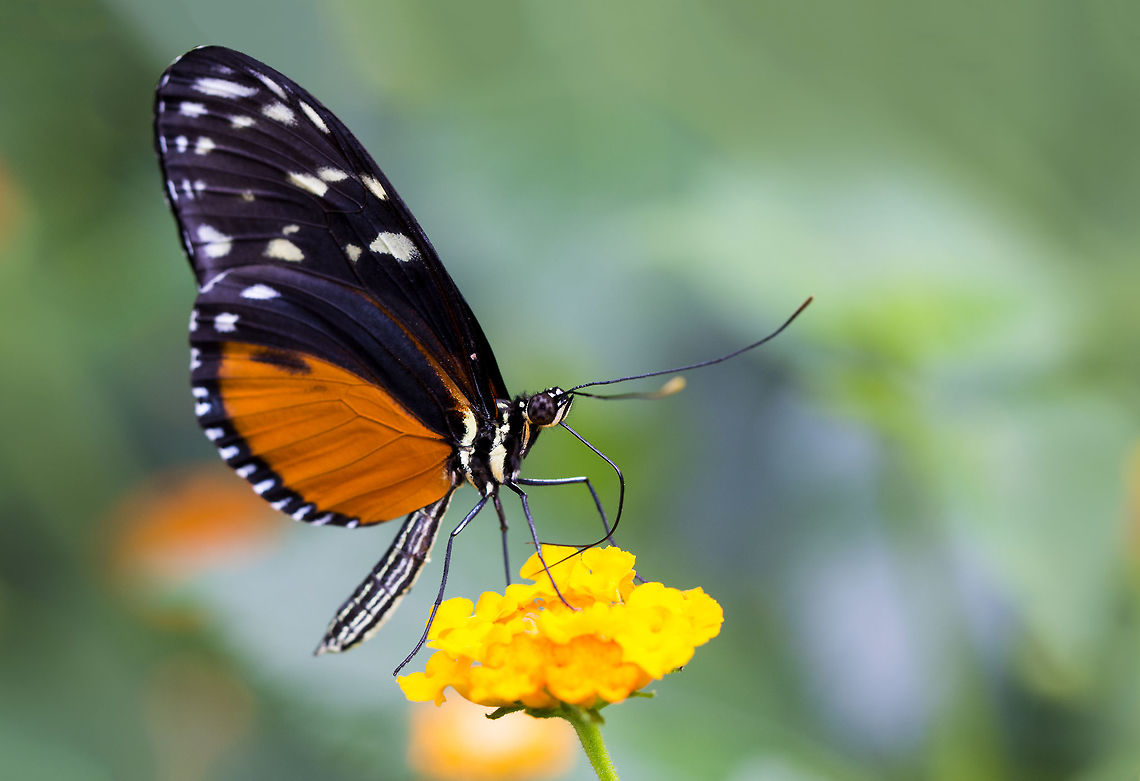 Heliconius_hecale_zuleika_(126)-2  Heliconius hecale,Tiger Longwing