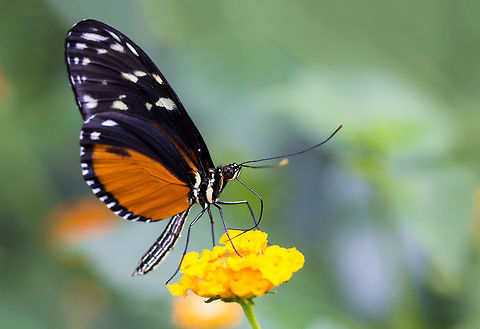 Heliconius_hecale_zuleika_(126)-2  Heliconius hecale,Tiger Longwing