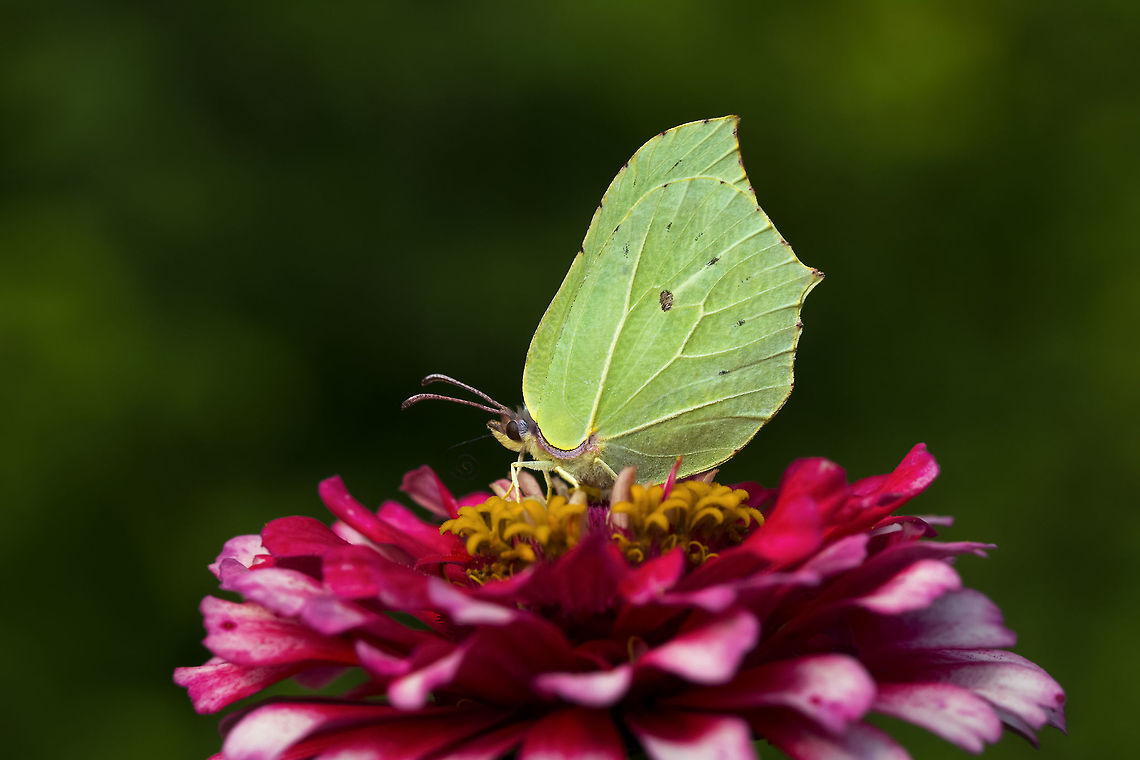 Common_Brimstone  Common Brimstone,Gonepteryx rhamni,butterfly