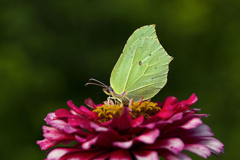 Common_Brimstone  Common Brimstone,Gonepteryx rhamni,butterfly