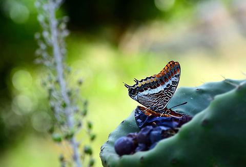 Charaxes jasius  Charaxes jasius,Two-tailed Pasha