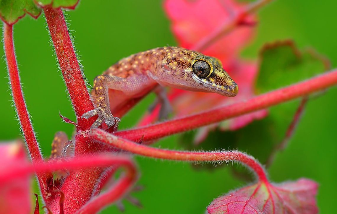Mediterranean house gecko  Hemidactylus turcicus,Mediterranean House Gecko