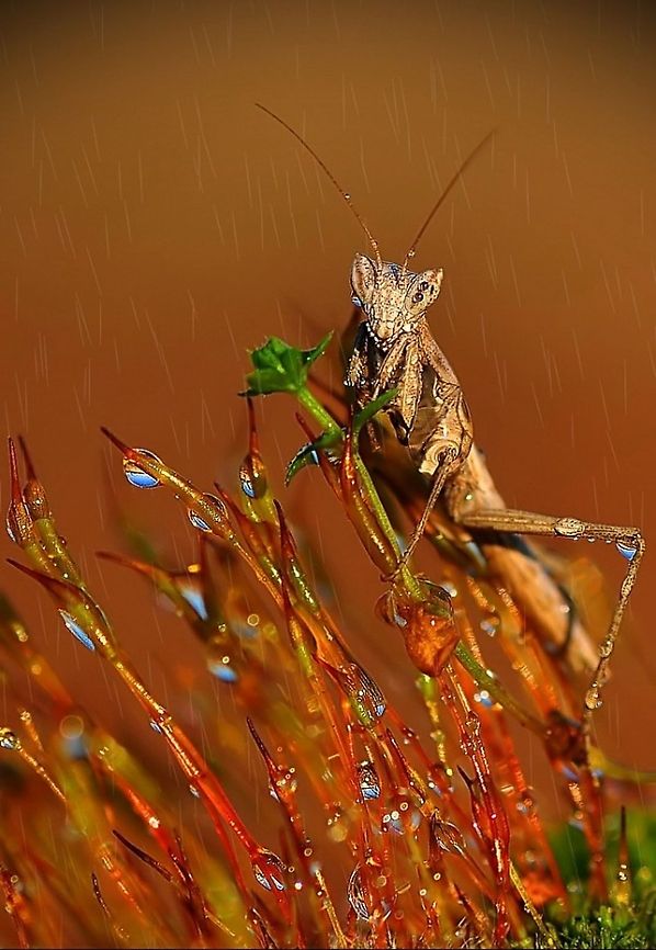 Mantis  Mantis