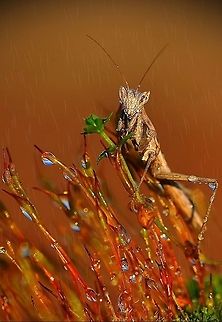 Mantis  Mantis