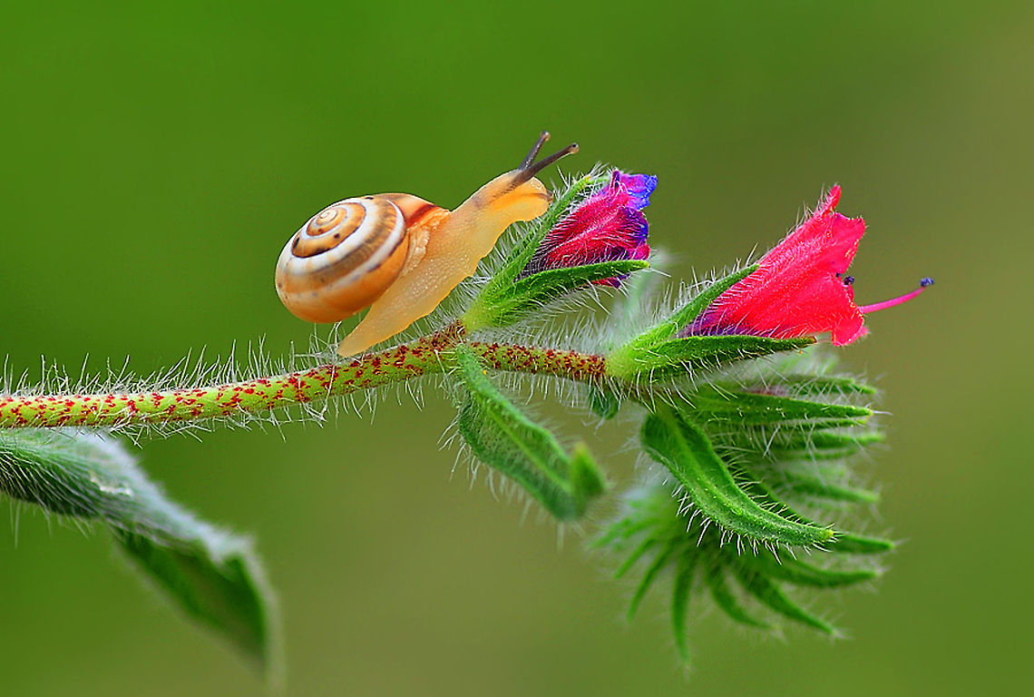 Snail  Orthogastropoda