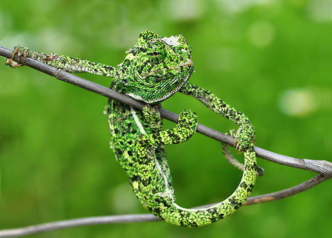 Just lounging.. Chill it, baby, I'm just hangin' out.. Chamaeleo chamaeleon,Chamaeleon Bukalemun,Common Chameleon
