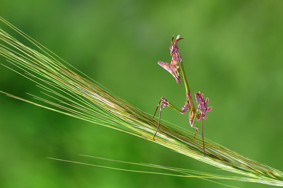 Pink Mantis  Empusa fasciata,Mantis