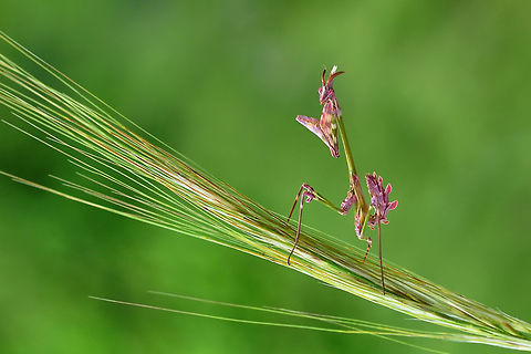 Pink Mantis  Empusa fasciata,Mantis