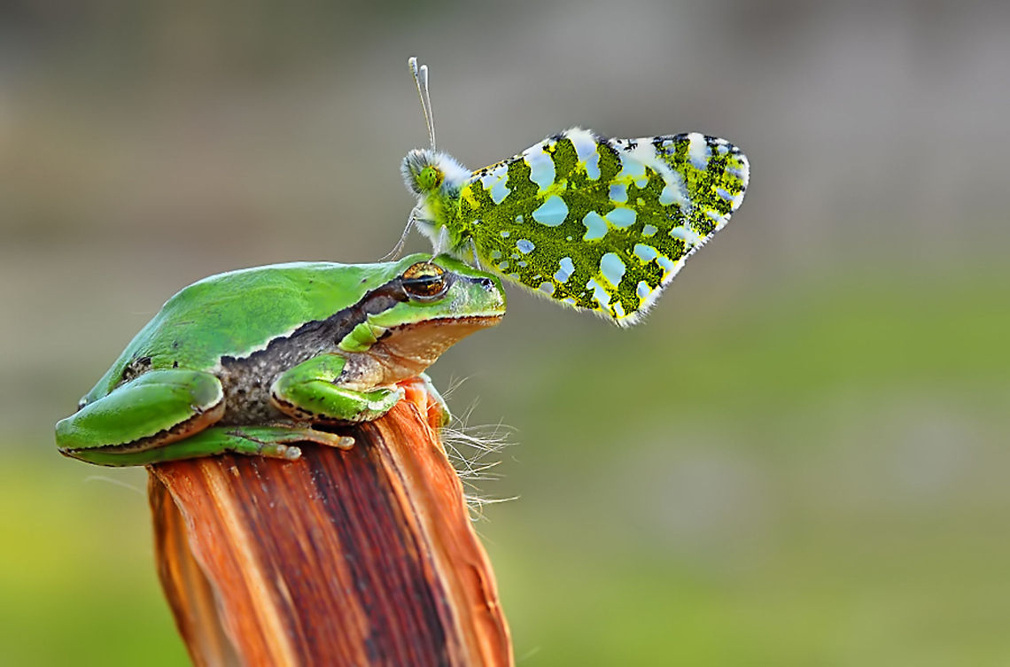 Frog with Butter on top Eastern Dappled White butterfly (Euchloe ausonia) Eastern Dappled White,Euchloe ausonia,European tree frog,Hyla arborea,hylea arborea