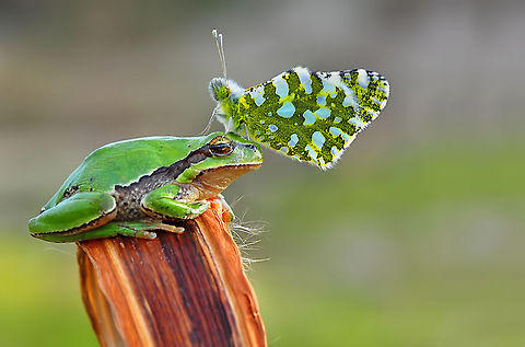 Frog with Butter on top Eastern Dappled White butterfly (Euchloe ausonia) Eastern Dappled White,Euchloe ausonia,European tree frog,Hyla arborea,hylea arborea