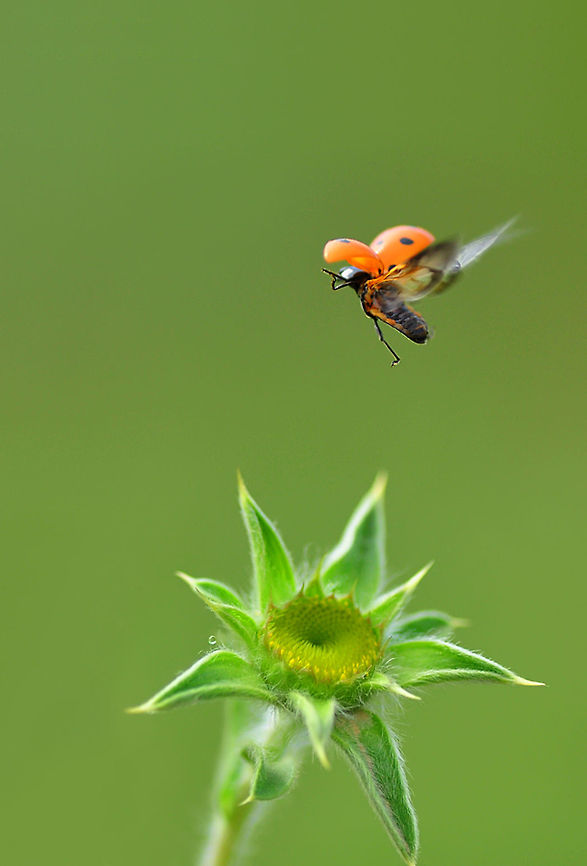Ladybug in flight  7-spot Ladybird,Coccinella septempunctata,Coccinellidae,Ladybird,Ladybug