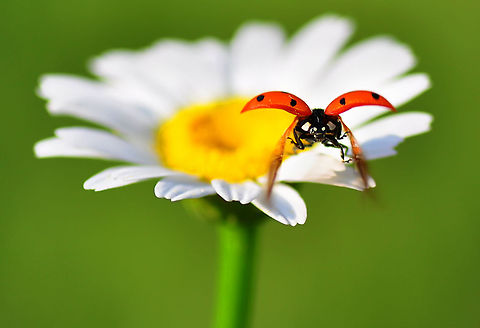 Ladybug wings open  7-spot Ladybird,Coccinella septempunctata,Coccinellidae,Ladybird,Ladybug