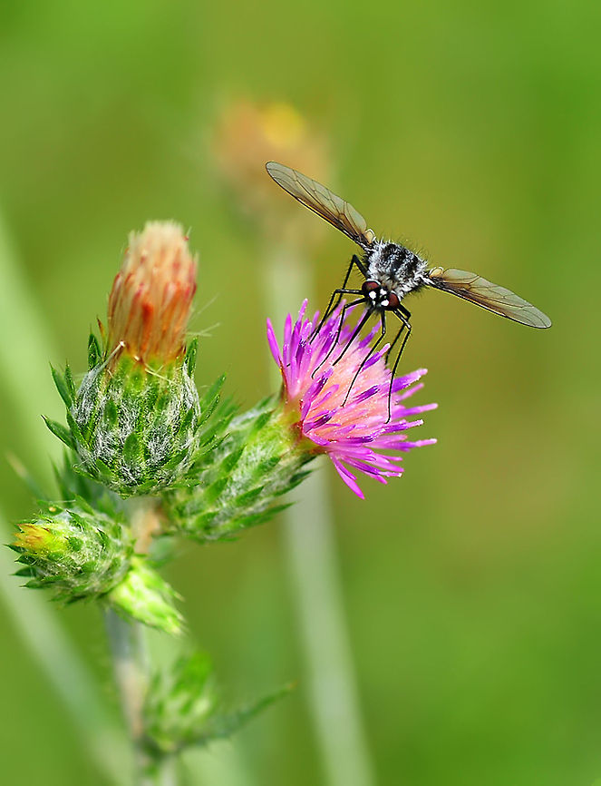 Knapweed with fly  Cyclorrhapha