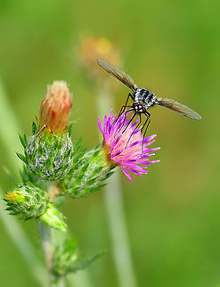 Knapweed with fly  Cyclorrhapha