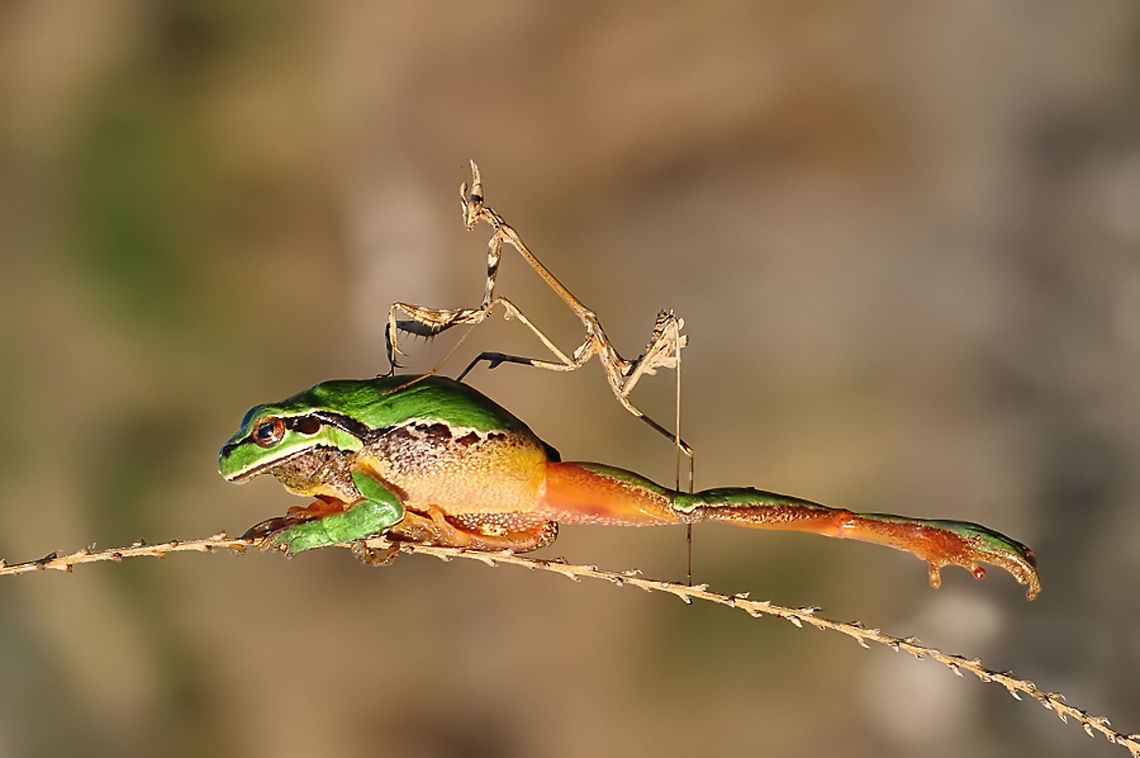 Conehead mantis on top of frog  Empusa fasciata,European Tree frog,Mantis,hyla arborea,hylea arborea