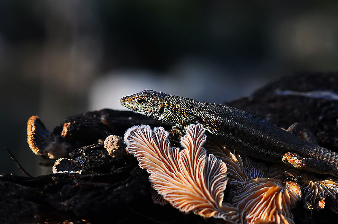 Snake-eyed Lizard  Ophisops elegans,Snake-eyed Lizard