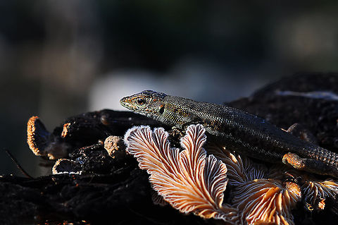 Snake-eyed Lizard  Ophisops elegans,Snake-eyed Lizard