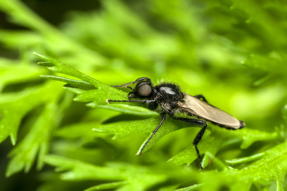 DSC_8284-büyük  Bibionidae,Diptera,Nematocera