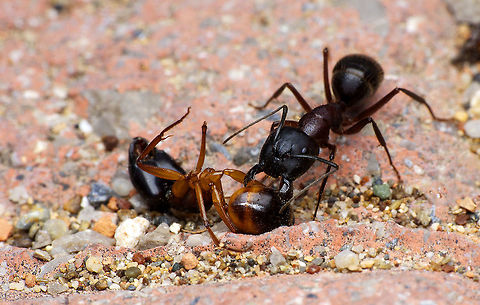 Ant -  Mersin/TURKEY