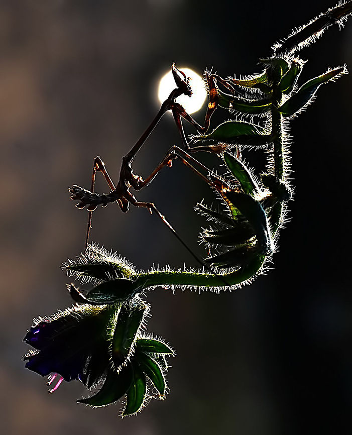 The Dark Knight  Empusa fasciata,Mantis