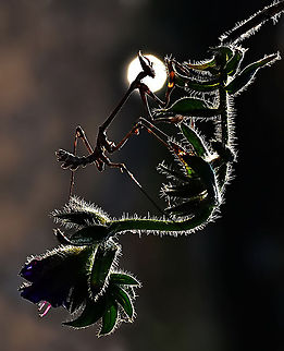 The Dark Knight  Empusa fasciata,Mantis