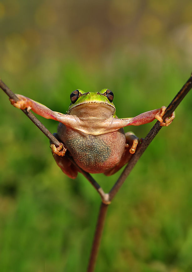 Frog splits twig Yes, i can do tricks, look! European tree frog,Hyla arborea,hylea arborea