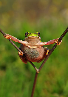 Frog splits twig Yes, i can do tricks, look! European tree frog,Hyla arborea,hylea arborea