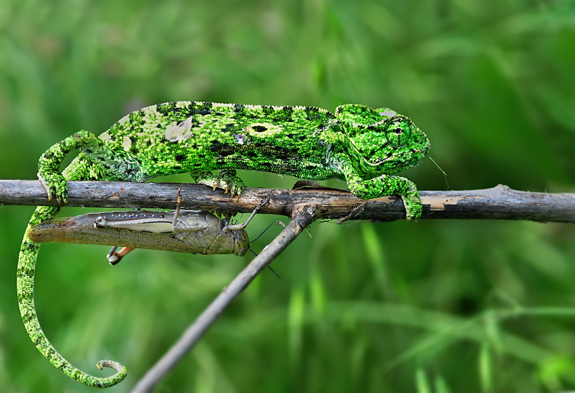 If I was a programmer I'd be branching out. But my release is not stable enough yet, it still has bugs.. Chamaeleo chamaeleon,Common Chameleon