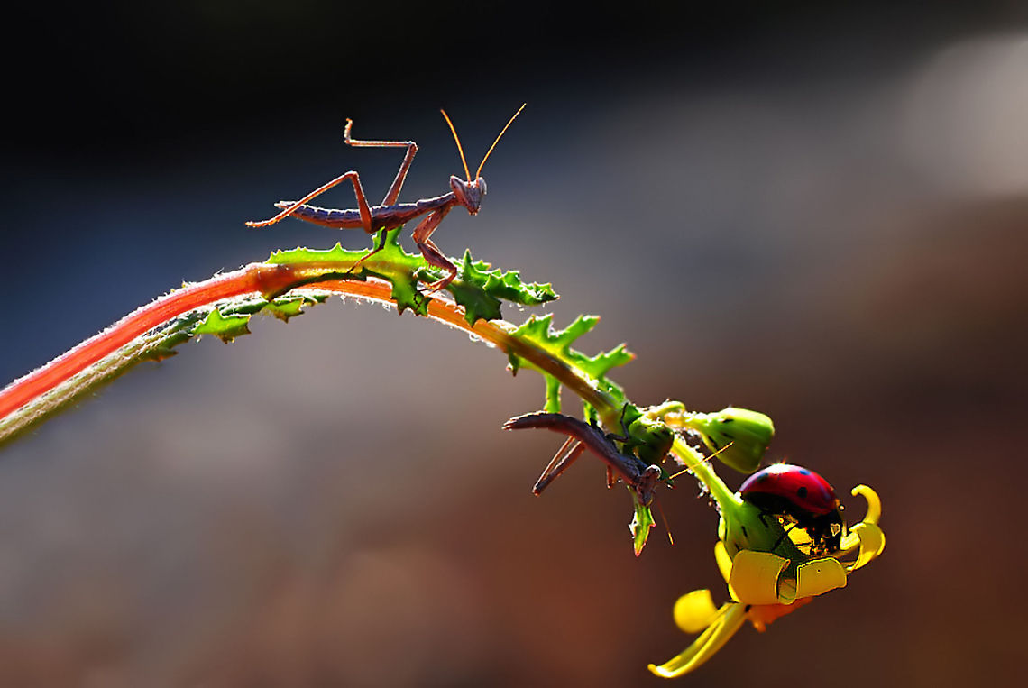 You just wait till I get you! Bending natures laws. European Mantis,Mantis religiosa