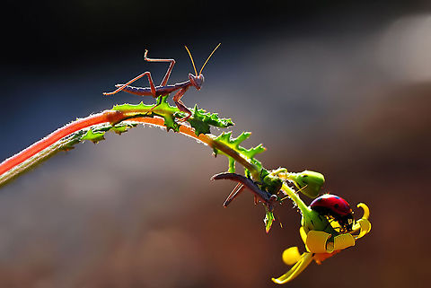 You just wait till I get you! Bending natures laws. European Mantis,Mantis religiosa