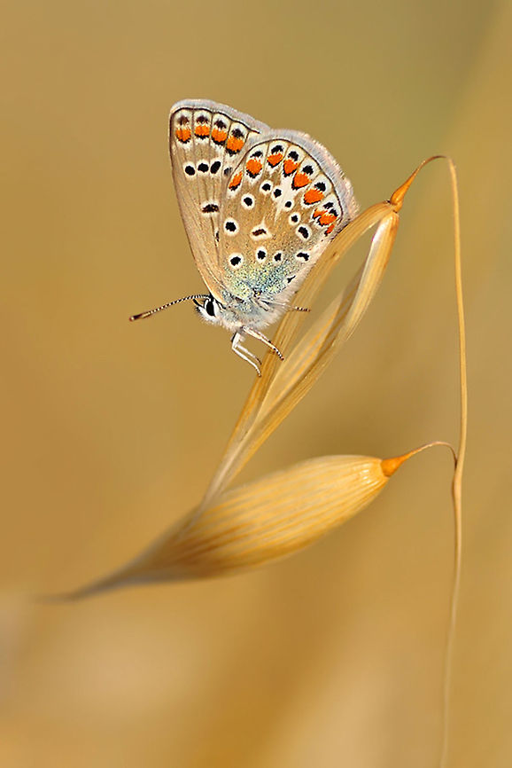 Common Blue  Common Blue,Polyommatus icarus