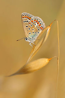 Common Blue  Common Blue,Polyommatus icarus