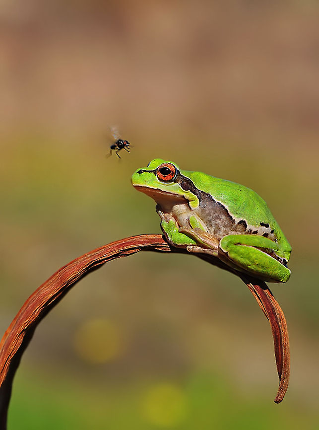 Large frog preying on fly  European tree frog,Hyla arborea,hylea arborea