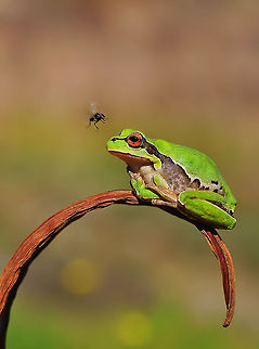 Large frog preying on fly  European tree frog,Hyla arborea,hylea arborea