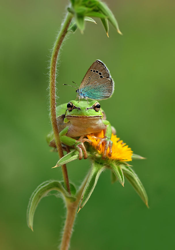 European tree frog with butterfly  European tree frog,Hyla arborea,hylea arborea
