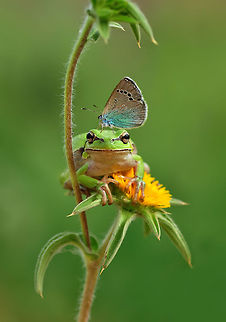 European tree frog with butterfly  European tree frog,Hyla arborea,hylea arborea
