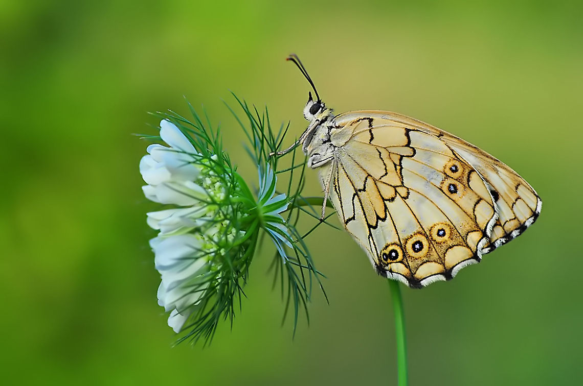 Levantine Marbled White Otherwise, friends just call me Hex... Melanargia titea