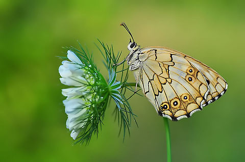 Levantine Marbled White Otherwise, friends just call me Hex... Melanargia titea